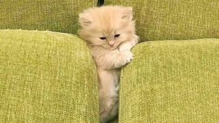 Kumpulan Video Lucu 2022 : Kucing Lucu Di Dunia | Video Hewan Lucu Bikin Ngakak Banget