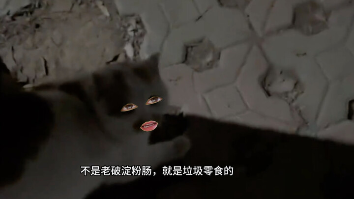 Mèo con: Đồ tai hại!