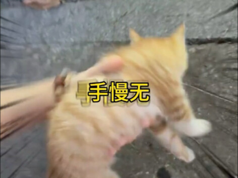 Stray Cat’s Flower Language: Act Fast, or It’s Gone – The Sequel