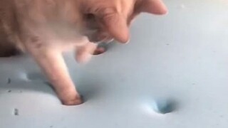 喵星人一脸疑惑地踩海绵