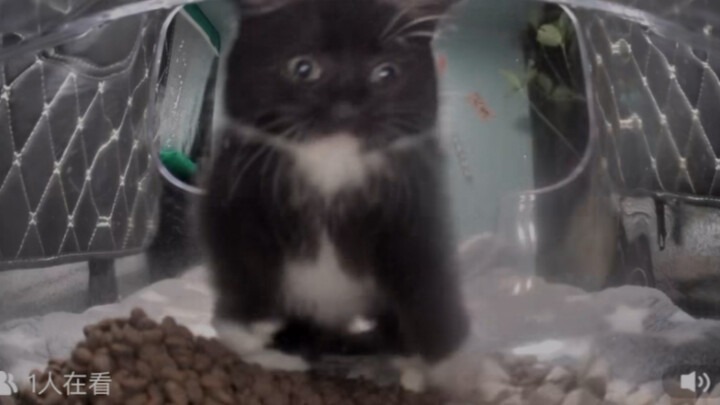 冻干打猫啦