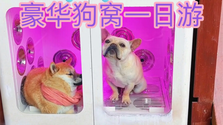 Today, I brought a fan’s dog to experience a day in a luxury dog bed—and in the end, it turned out t