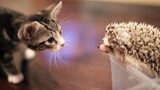 [Animals]Cute moments of cat meeting hedgehog