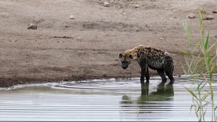 Amazing Hyena moments you didn't know! 😮