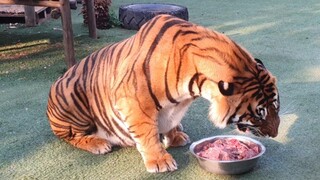 Tigers trying to convince me they have not eaten yet !