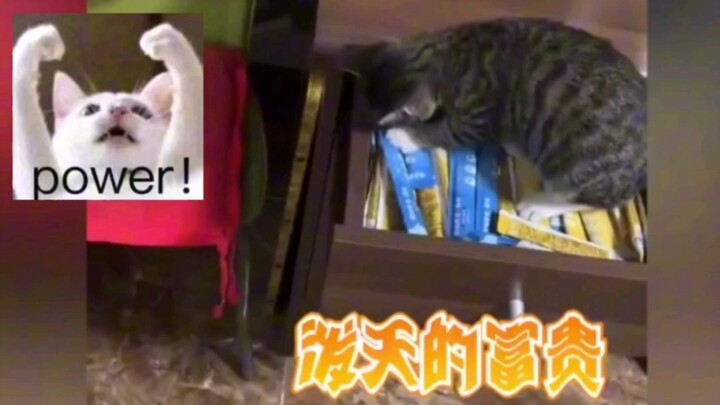 แมวเหมียว: โชคลาภมหาศาลนี้ในที่สุดก็มาถึงฉันแล้ว!