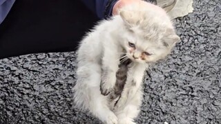 في يوم الزفاف، عثرتُ على قطة داخل عجلة السيارة.