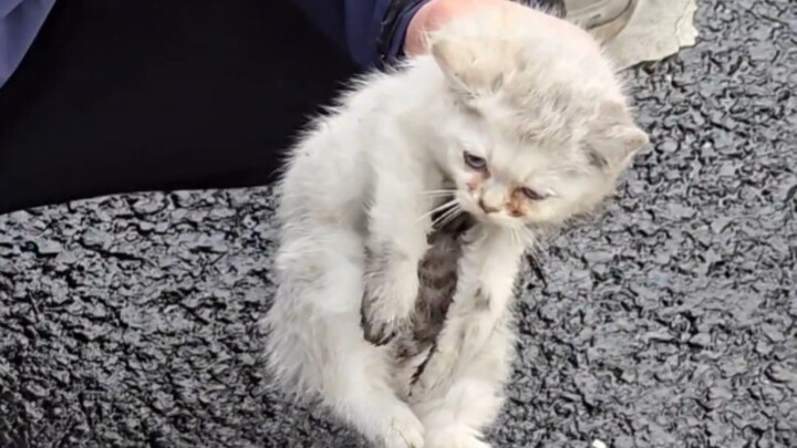 Pada hari pernikahan, aku menemukan seekor kucing di dalam roda mobil.