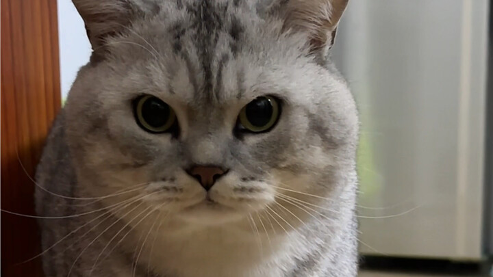 Đại Tráng kẹp một cái