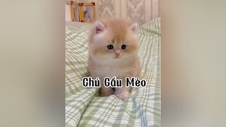 Mè của bạng hơi thưn  mèo golden DanhBayVirus