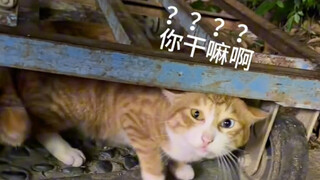 "แมว: นำวิดีโอห่วยๆ ของคุณไปที่ศาล"