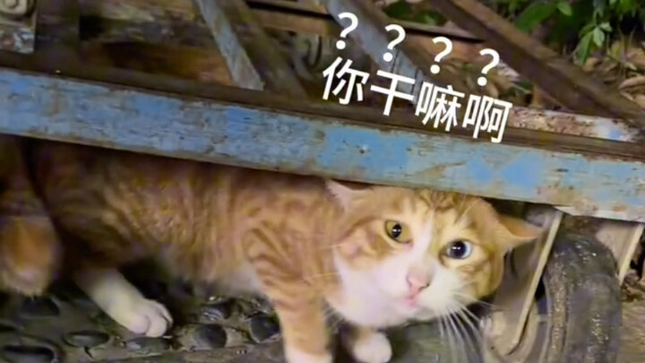 "Cat: Bring that crappy video of yours to court."