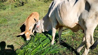 calf 1month old