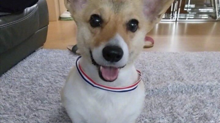 【เบน แบคฮยอน】9 พ.ค. 2020 ภาพอินสตาแกรมของพี่แบคฮยอน โกนขนจนกลายเป็นเมงลองหูโต! ทำไมหางถึงได้สั้นขนาด