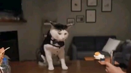 إنه حقًا يلتقط الصور بشكل مذهل، والقطة الصغيرة رائعة الجمال!