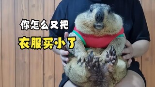 当动物们穿上衣服！