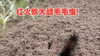 Two despised things go head-to-head—whom do you root for?