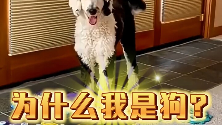 The dog asks its owner, “Why am I a dog?”