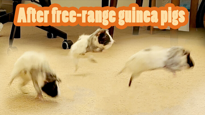 [Animals]My free-ranging guinea pig is gradually becoming a dog...