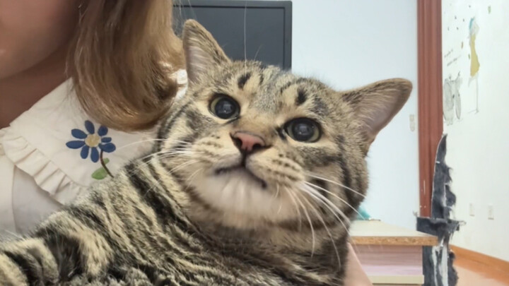 When the paralyzed kitten learned to read people’s cues, it caught me just as I was about to wipe it