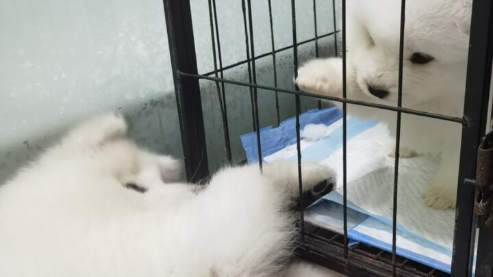Ketika si kecil Samoyed memiliki adik perempuan yang juga kecil Samoyed～