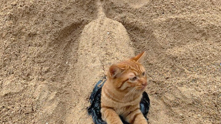 Jangan berpura-pura lagi, aku tahu kamu adalah kucing penjaga kantong sampah di Yunani kuno