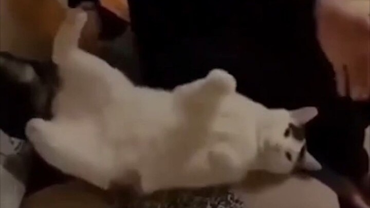 Obviously, this violates Cat Law No. 1.