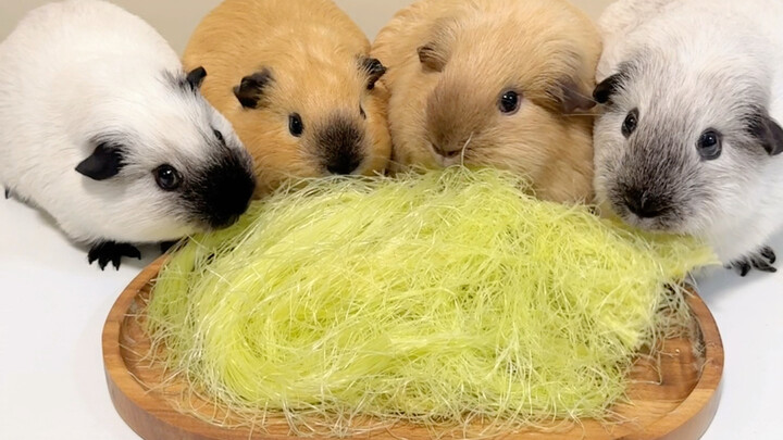 Marmut kecil juga suka slurp mi～