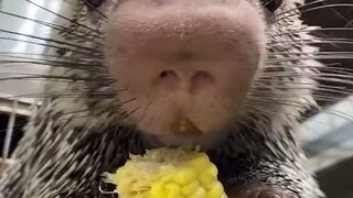 谁能拒绝一只吃相如此优雅的豪猪呢！