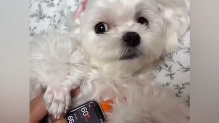 The dog’s eyes lit up the moment it saw the treats!!!