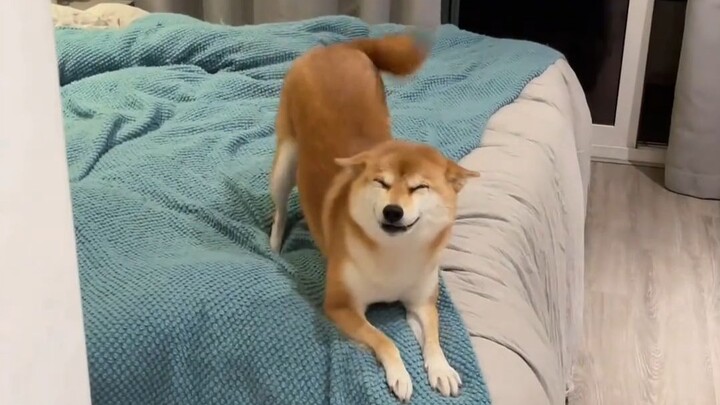 Disadvantages of the Shiba Inu