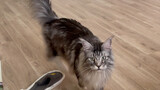 Maine Coon cats are really fierce, and their sounds are particularly scary! ! ! don't raise