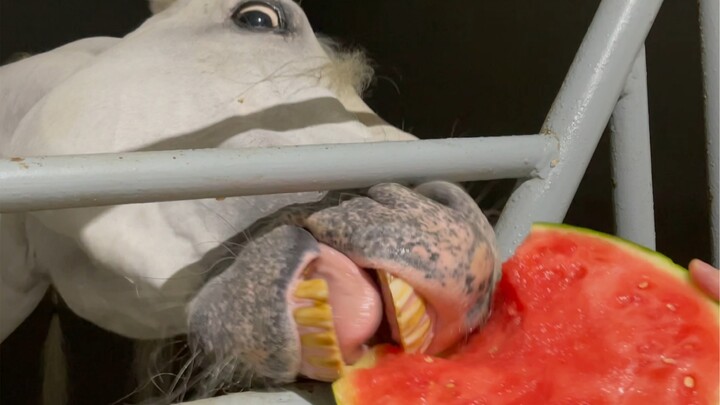 هل تأكل الخيول البطيخ؟