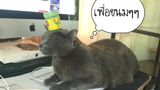 แหย่แมว มานั่งใกล้ๆ เป็นอันถูกแหย่ตลอด