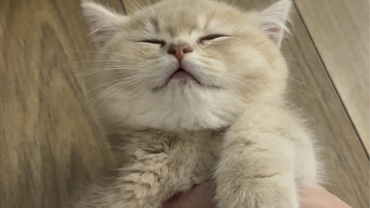 Kucing kecil menampilkan aksi mati otomatis