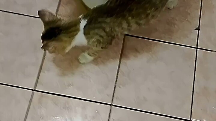 cat want to go toilet||猫想上厕所
