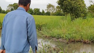 Không Ngờ Đặt Lợp Cá Lóc Trong Mương Vườn Nhiều Cá Đến Thế Và Món Cá Lóc Hấp Đọt Bầu