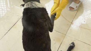 The next day, we gave Xiaobai a medicinal bath to kill the ticks. He was very well behaved and coope