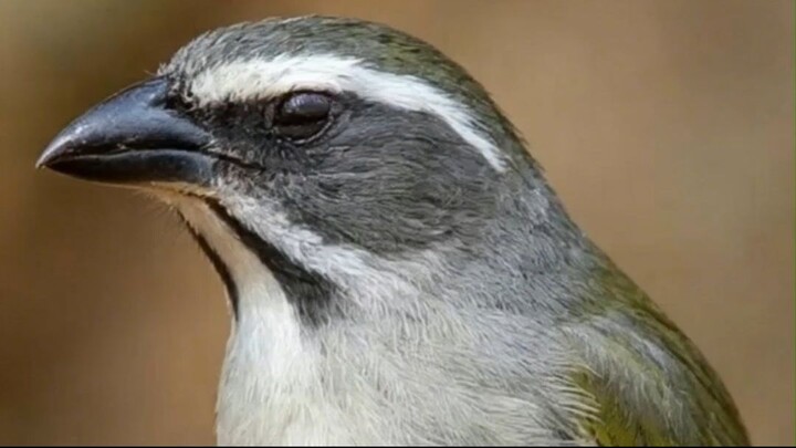TRINCA-FERRO: ELE VIVE MAIS SOLTO OU EM CATIVEIRO? 🐦😱 #TrincaFerro #AvesDoBrasil #Passaros