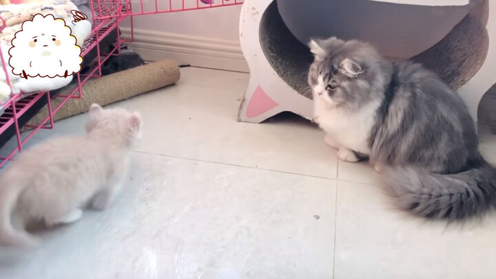 [Cats] First Interaction between Tuantuan and Huajuan
