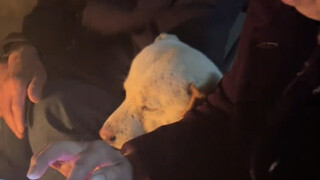 Semua orang terpanggang di dekat api unggun, dan anak anjing itu bersandar padaku