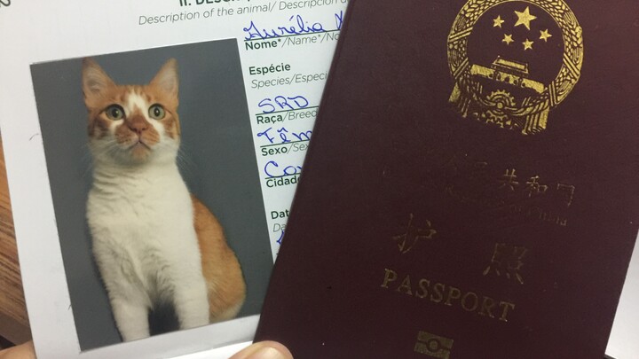 Tôi vuốt ve mèo trên máy bay; chú mèo màu cam lần đầu tiên đi máy bay vượt đại dương, xuyên qua 12.0