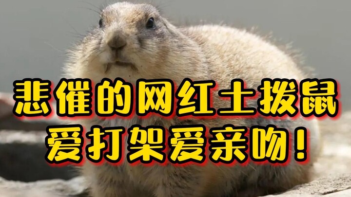 How miserable is this tragic internet-famous marmot, exactly?