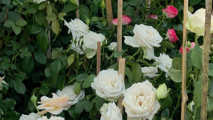 ดอกไม้ในสวน