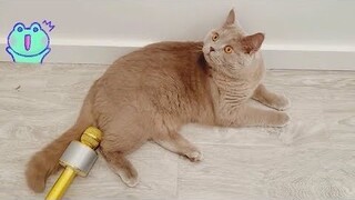 KUCING LUCU 😹 MERESAHKAN 14