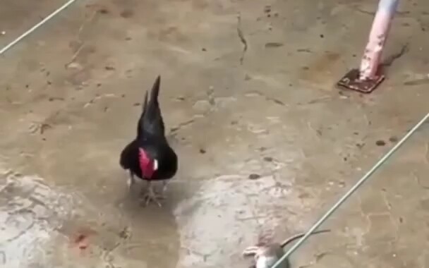 🐀🐀Apa aku ini masih terlalu percaya diri??