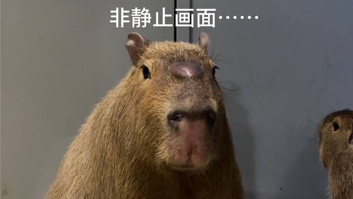 The capybaras just crumbled! At Beijing Wildlife Park, these two capybaras are already at the “end o