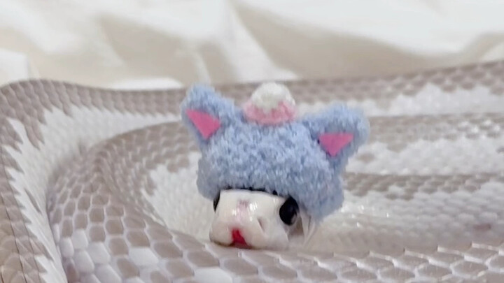 Một con sâu dài to đùng bò trên chăn của tôi!!!