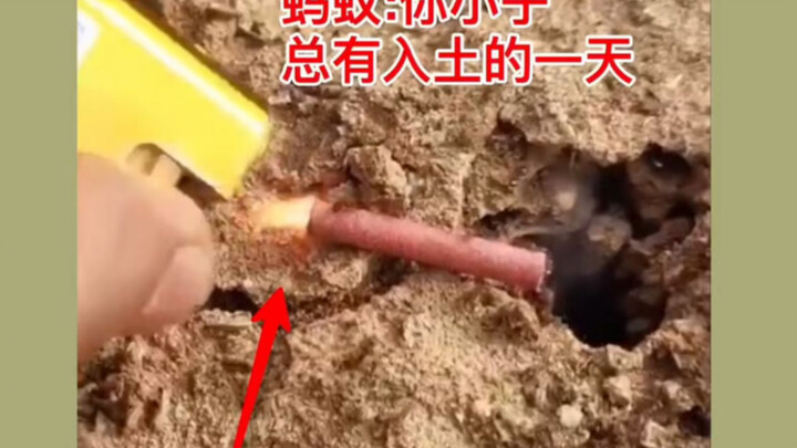 蚂蚁哭了:你小子总有入土的一天