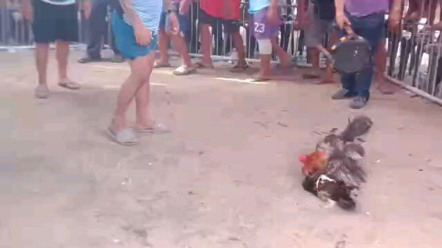 Happy Fiesta senior San Juan...david and goliath.,5x winner.